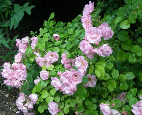 Image33