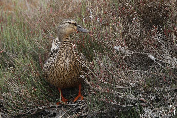 Madame Colvert  bien a l'abri dans la Sansouire