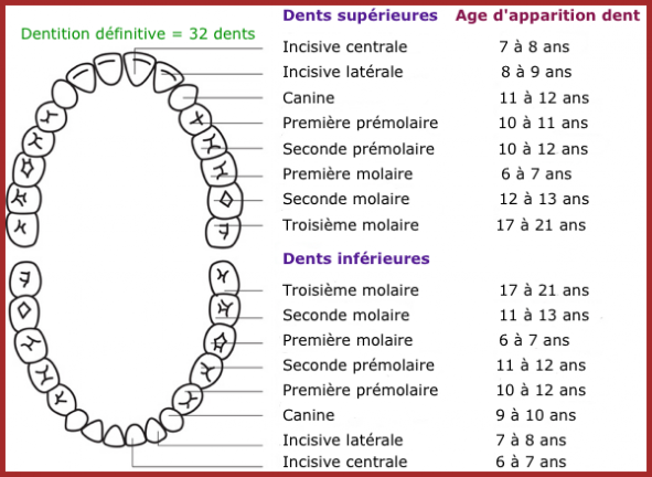 Les Dents