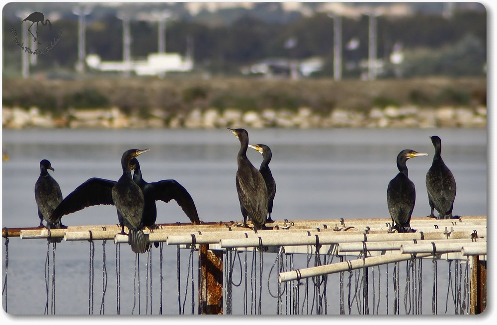  Grands Cormorans (Etang du Prévost)...