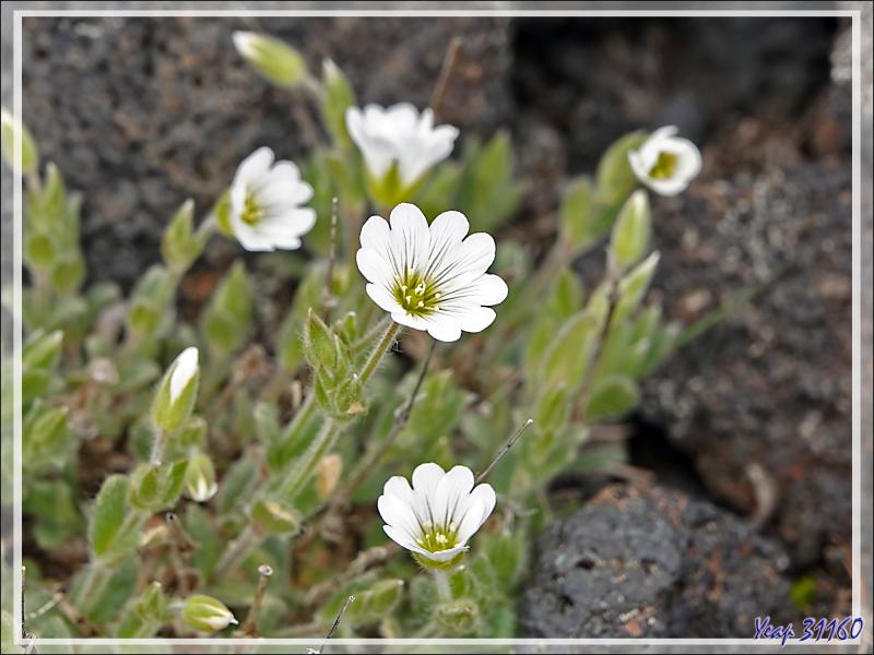 07/06/2023 : nous nous dirigeons vers le Blue Lagoon tout en faisant de la géologie, de la botanique ou de l'ornithologie lorsque l'occasion se présente - Péninsule de Reykjanes - Islande