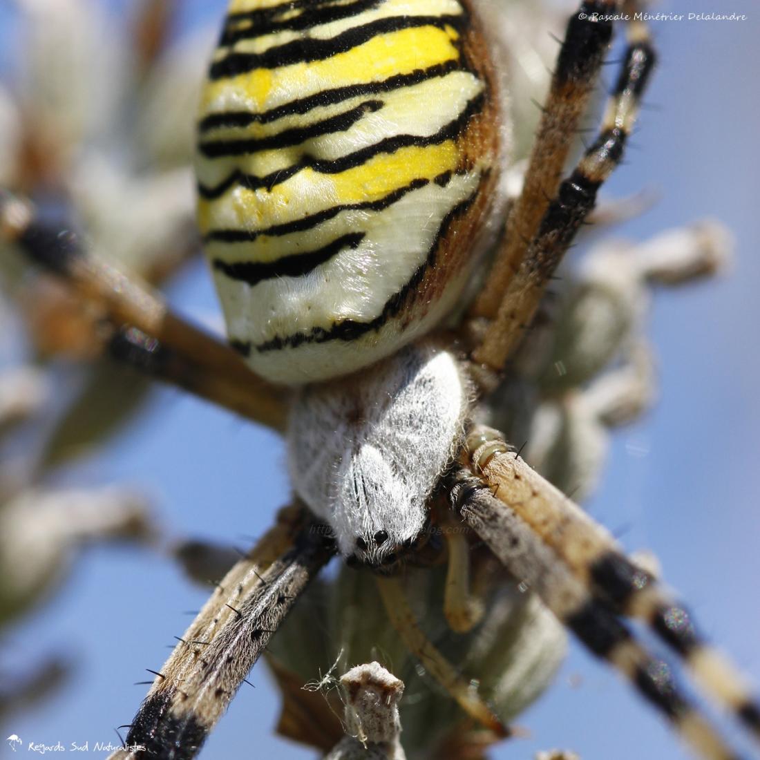 Epeire fasciée (Argiope bruennichi)