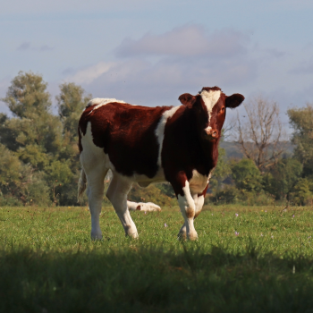 Les besoins des vaches lors des fortes chaleurs