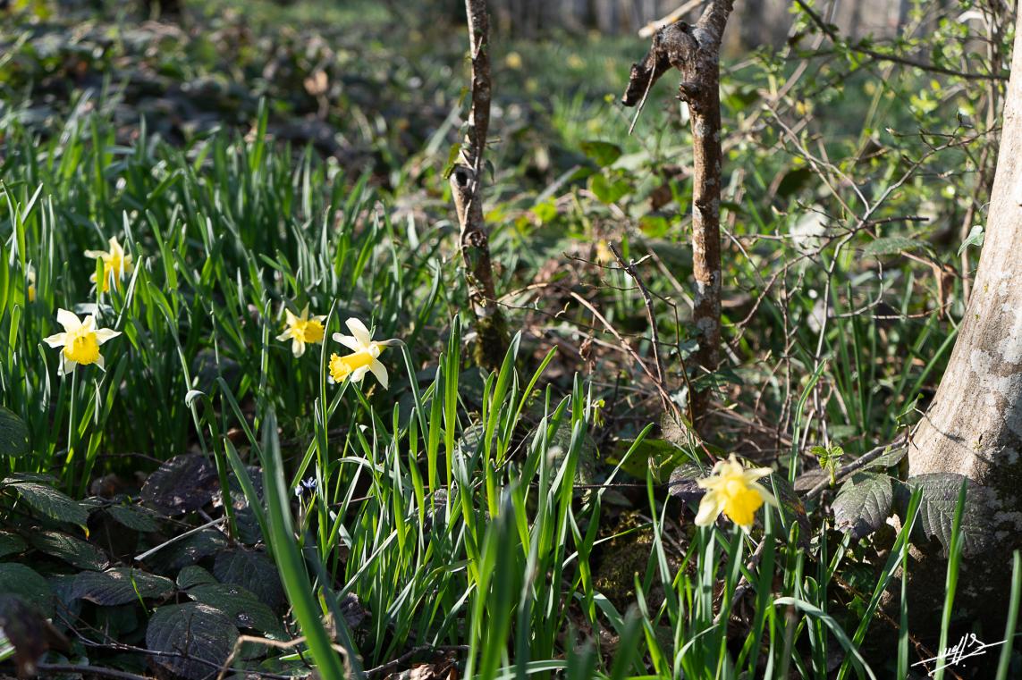 Vergongeat et son trésor