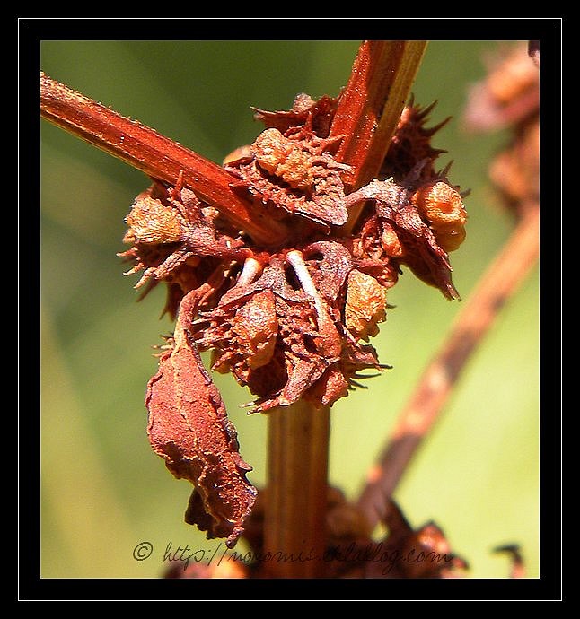 Etrangeté de la nature