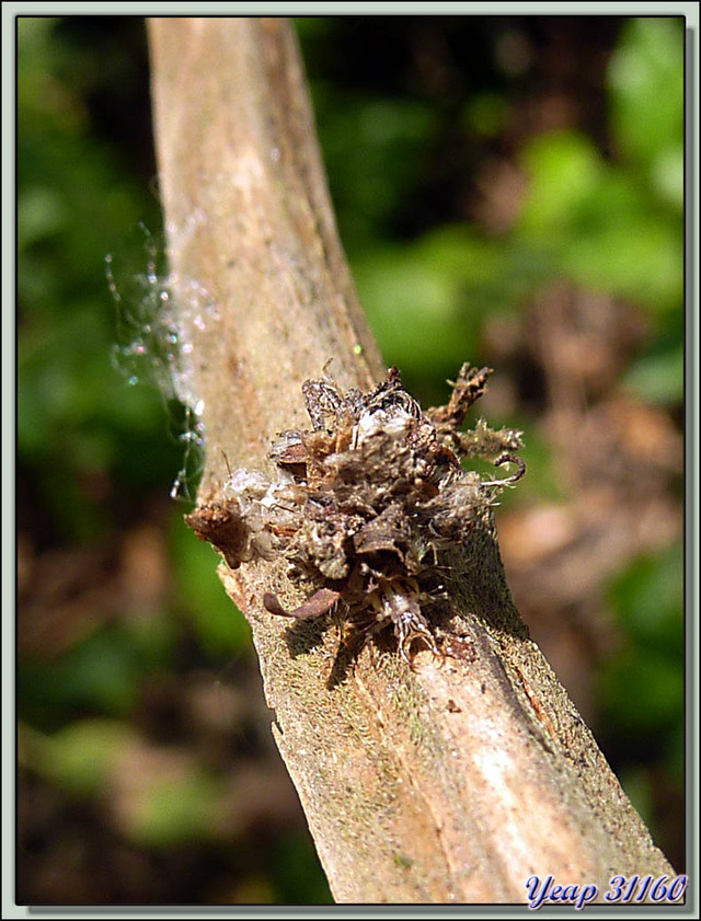 Blog de images-du-pays-des-ours : Images du Pays des Ours (et d'ailleurs ...), Insecte en tenue de camouflage (in situ et en cours de dressage) - Parc National de Chitwan - Népal