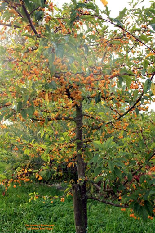 Malus toringeoides