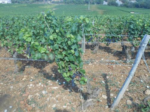 "Les Vaucrains" - Samedi 08 aoùt 2020