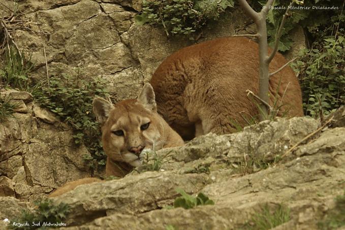 Puma  (Puma concolor)