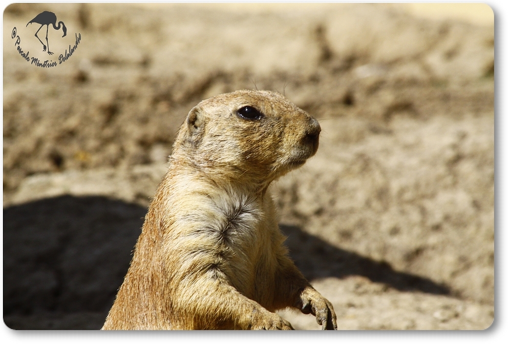 Chien de prairie...