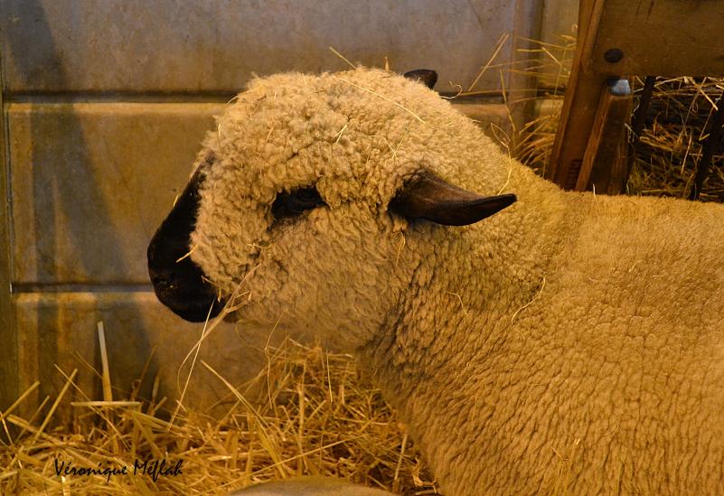 Salon International de l'Agriculture : Le mouton Hampshire