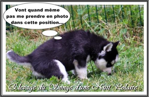 Portée d'Irwen (14 avril 2021)