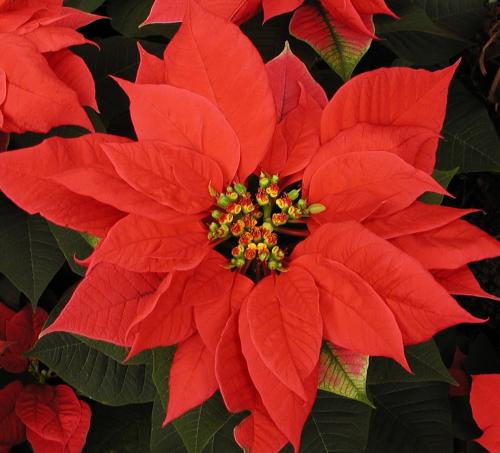 Fleurs cultivées : Poinsettia