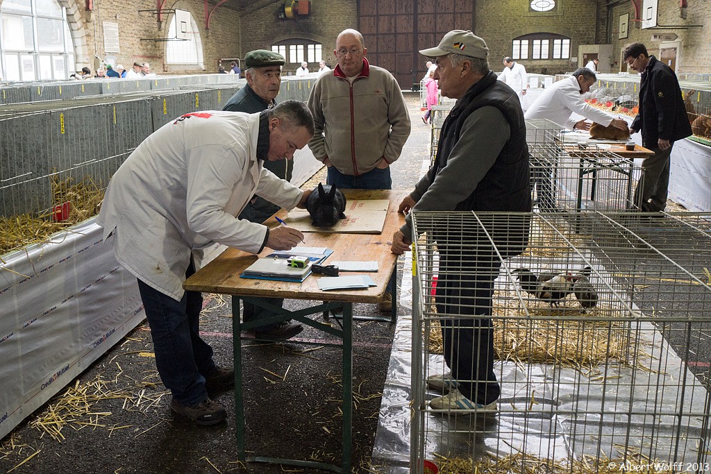 Mon truc en plume et en poil...