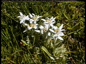 Les fleurs communiquent
