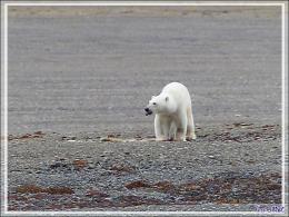 Dernière série avec cet ours on ne peut plus photogénique ! (Polar bear) - Creswell Bay - Somerset Island - Nunavut - Canada