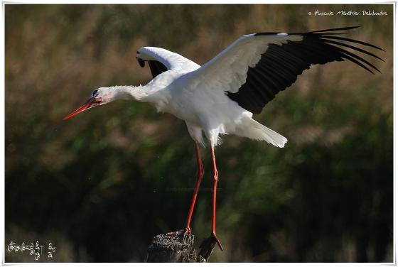 Cigogne blanche - Ciconia ciconia - White Stork