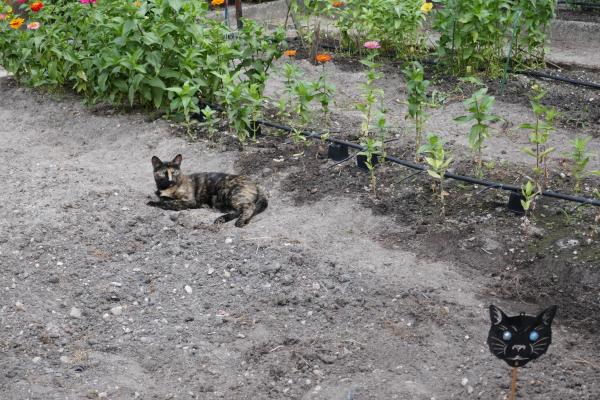 Travaux de jardinage