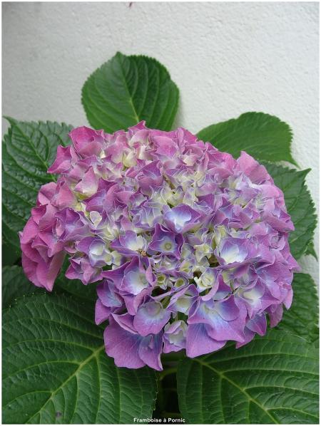 Hortensias du jardin 