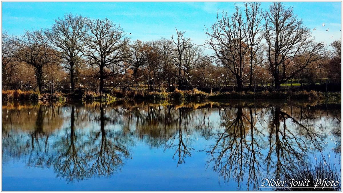 85 . Vendée - La Chaize le Vicomte (26) - Etang communal