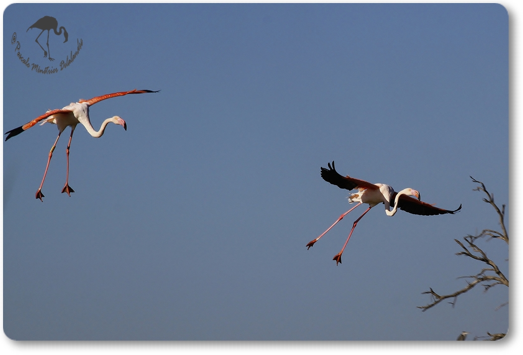 "Atterrissage" de Flamant rose...