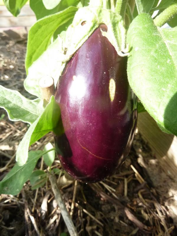 Légume estival "l'aubergine" ...