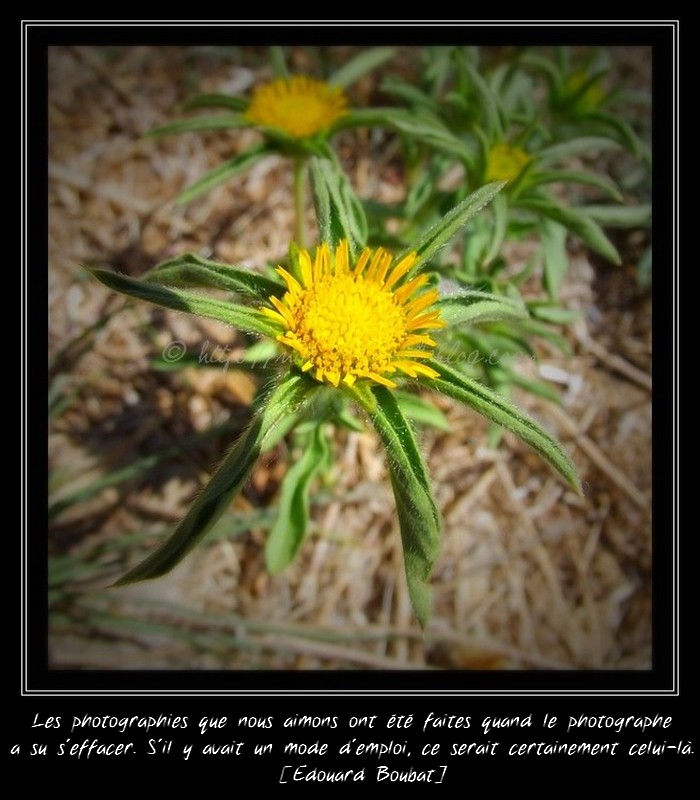 Petits soleils de nature...