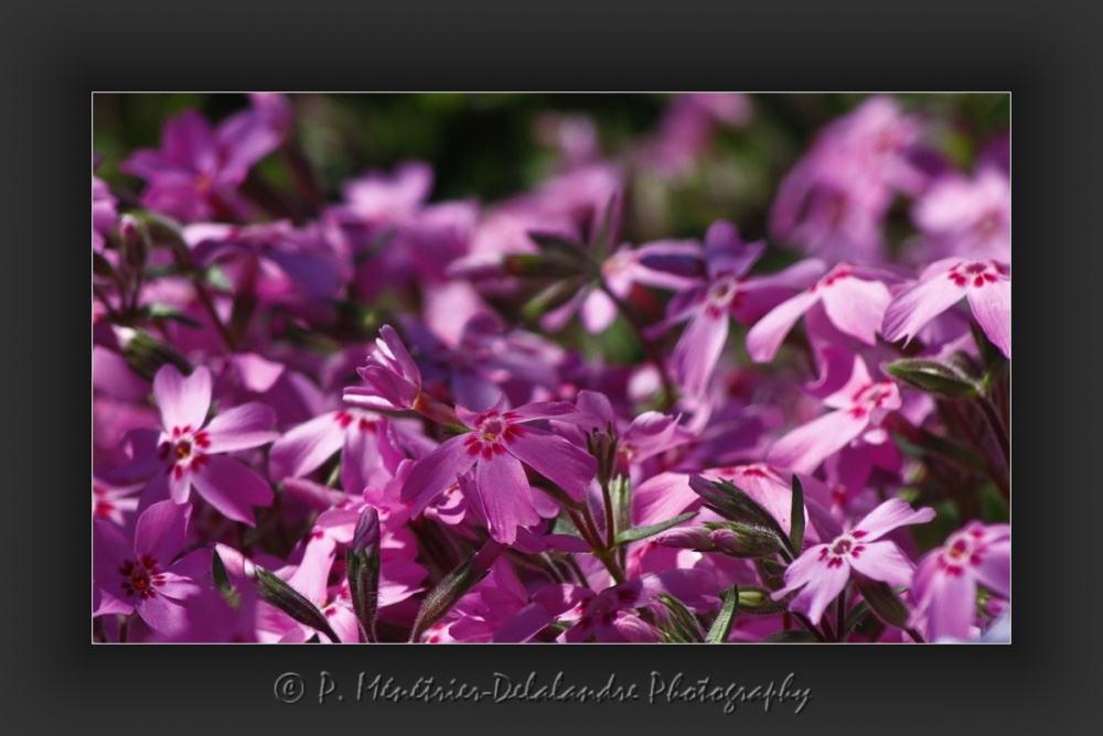 Phlox mousse...
