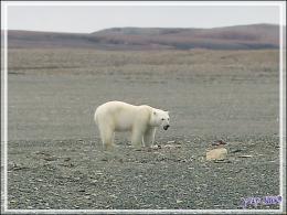 Vers 14 heures, enfin je pars en Zodiac vers l'ours, il n'a pas bougé d'un poil et mange toujours - Creswell Bay - Somerset Island - Nunavut - Canada