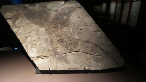 Fossile du microraptor qui