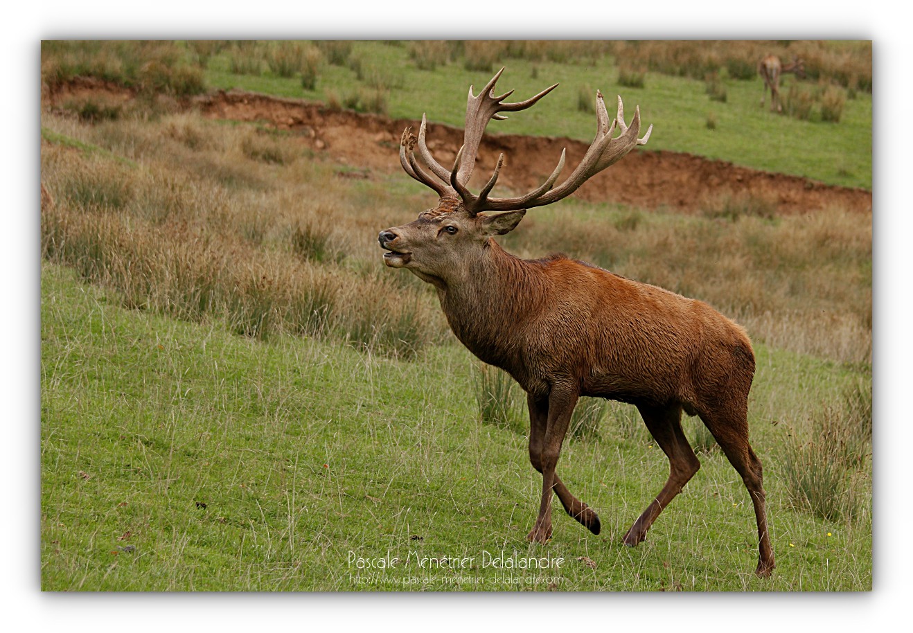 Avec l'Automne, le brame du Cerf...