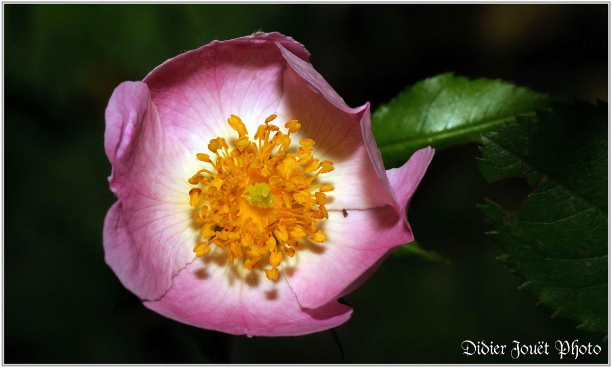 Eglantier (2) - Rosier Sauvage / Rosa Canina - Fleurs