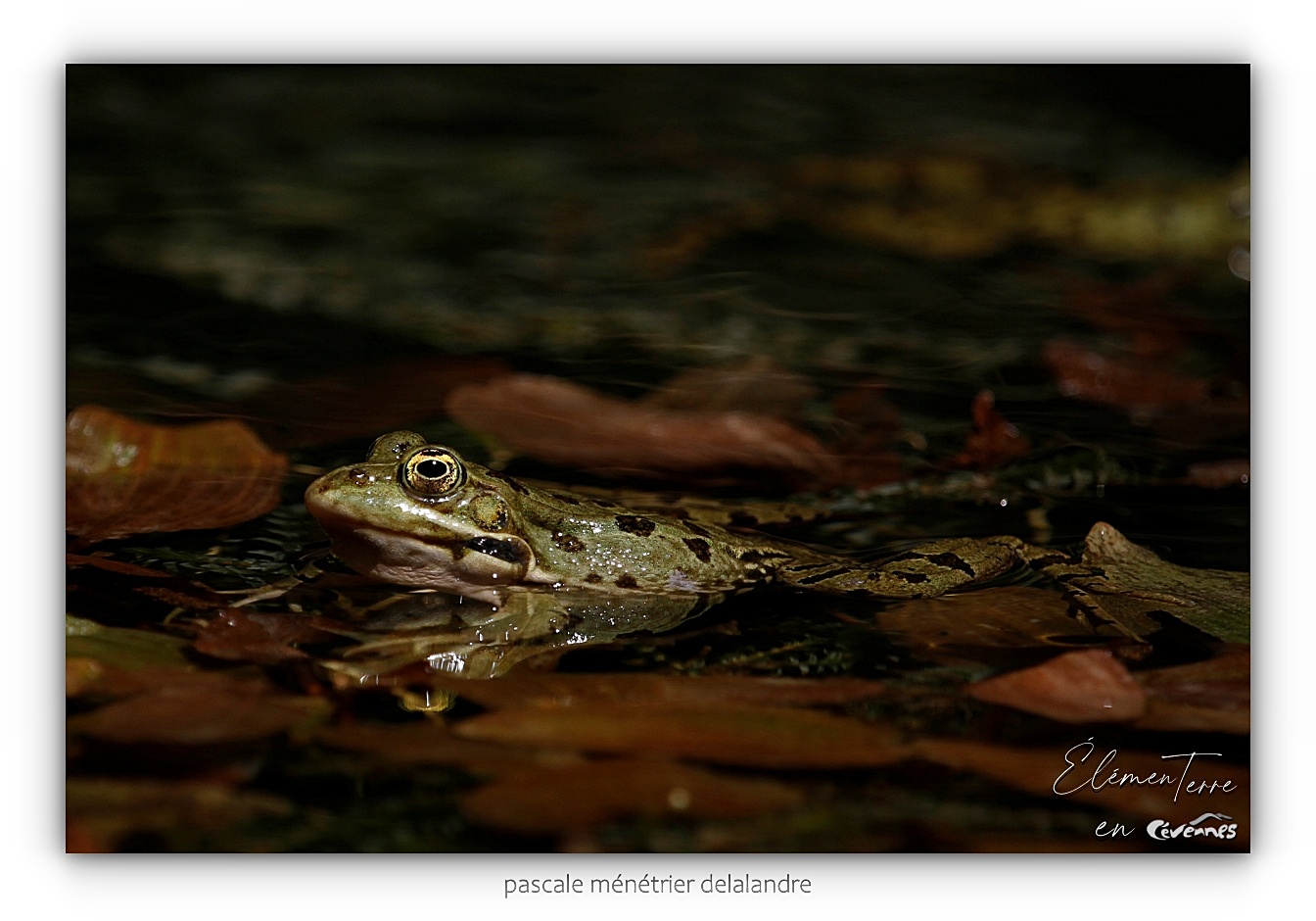 Grenouilles rieuses