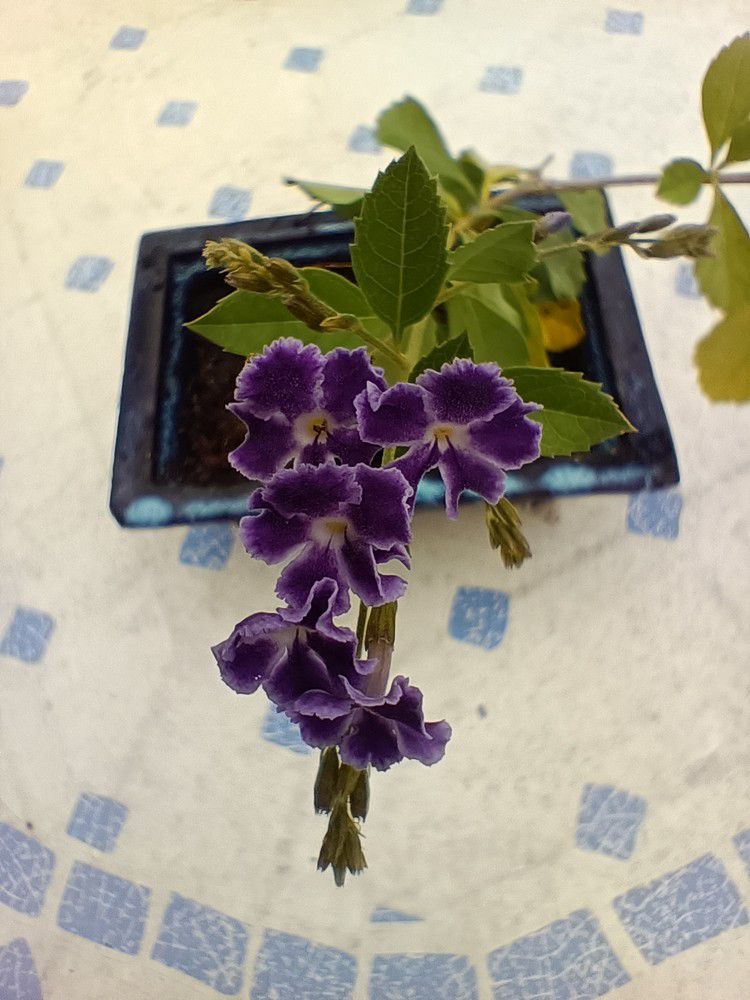 Une jolie surprise sur une bouture de durantha...