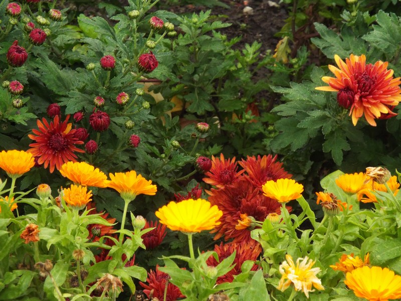 Petit tour au jardin d'octobre ...