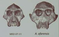 Prémices de l'Humanité en Afrique