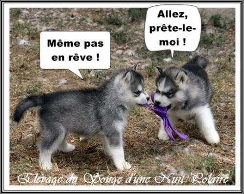 Portée de Lakmé (1er septembre 2023)