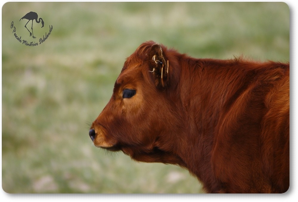 Portrait d'un veau Aubrac...