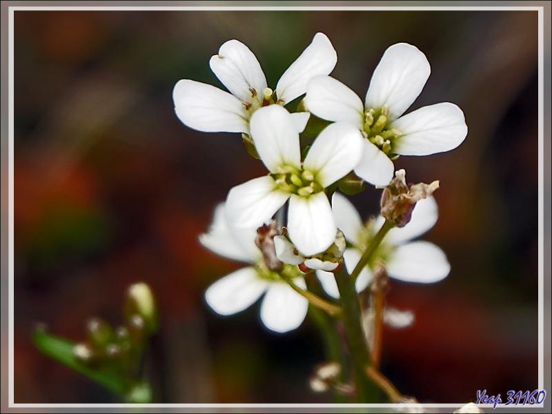 07/06/2023 : visite de la zone publique du Blue Lagoon, les bassins des bains ne sont pas accessibles sauf en payant l'entrée (cher, très cher !) - Péninsule de Reykjanes - Islande