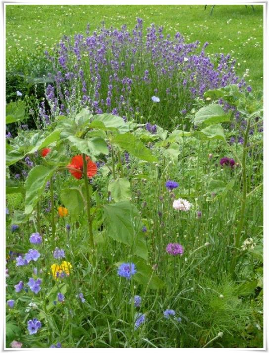 La cuisine aux fleurs ...