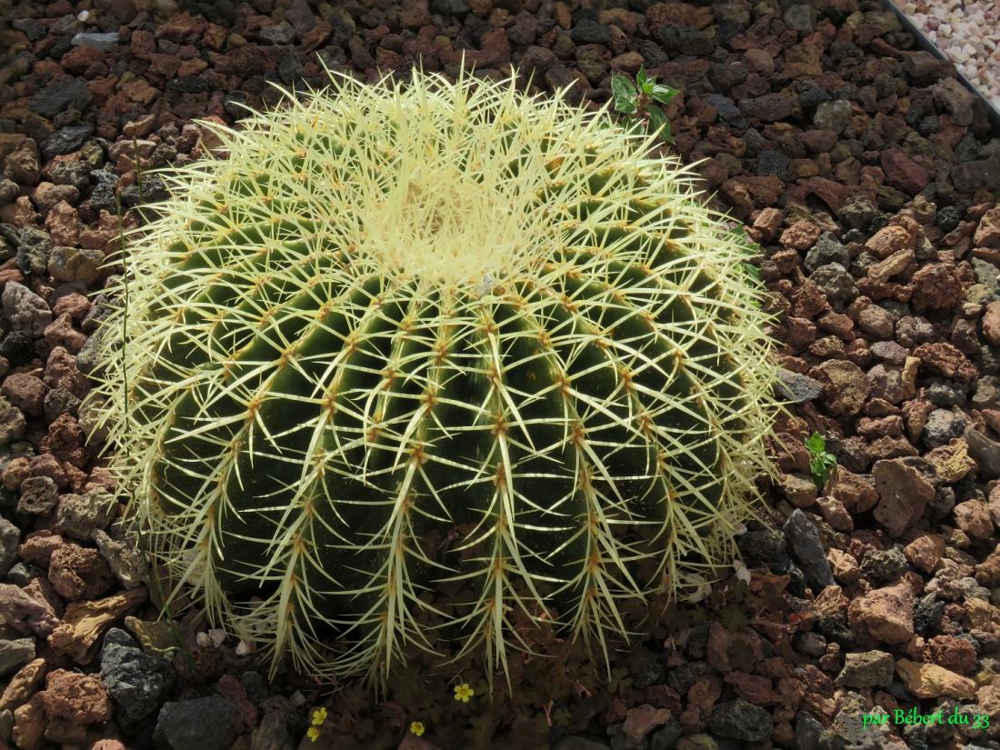 des plantes grasses 