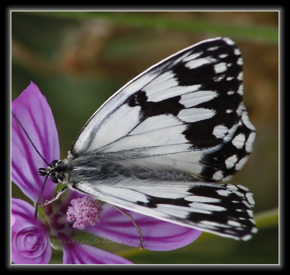 Demi-deuil  (Melanargia galathea)