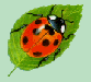coccinelle...