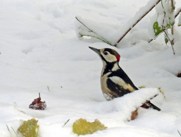 Durant le jour de neige de novembre à Châtillon, les oiseaux ont eu faim !