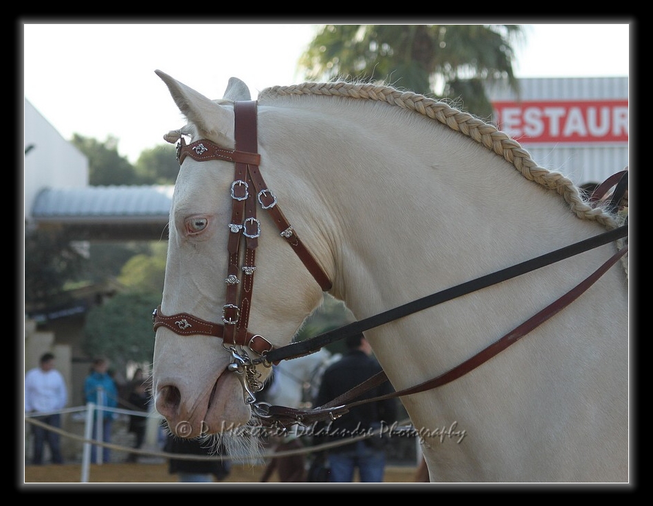 Appaloosa solid color...