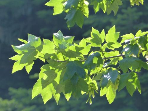 Le long de la Rouanne (Ancelle - Champsaur)