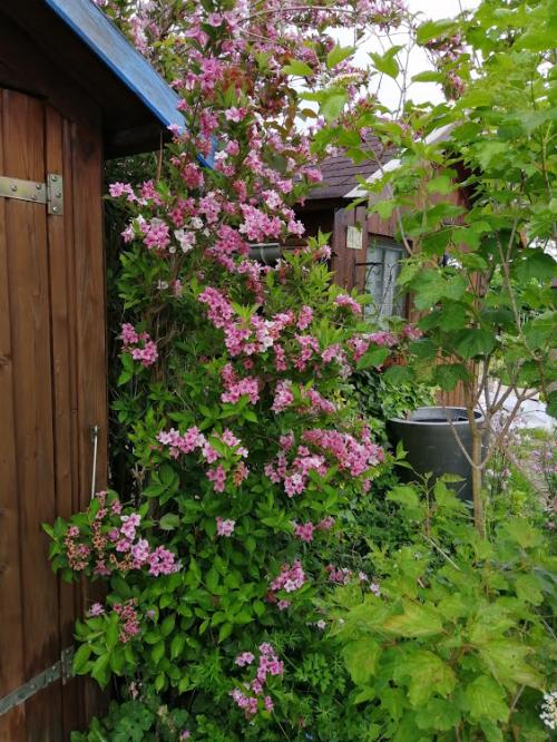 Le printemps s'installe peu à peu .....
