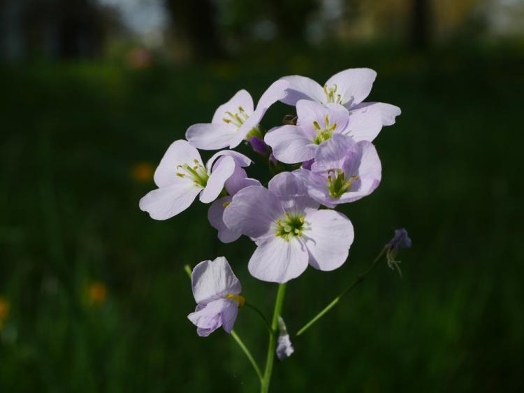 les belles du printemps 