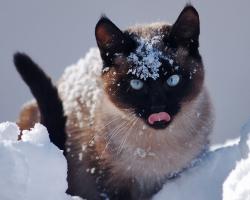 Le chat qui flairait l'embrouille
