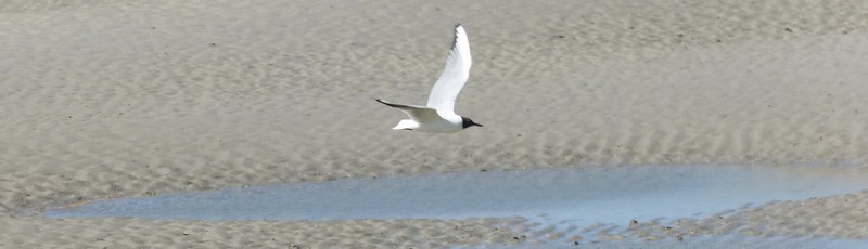 La Baie de Somme à marée basse